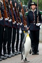 pinguino_noruega.jpg