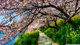 cherry_blossom_tunnel-wallpaper-1920x1080.jpg