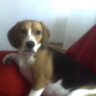 garrido9