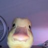 LasañaGTR