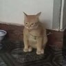 PingaTiesa23