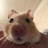 hamster